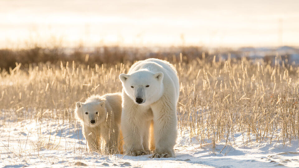 Churchill Manitoba