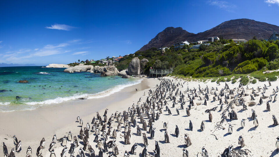 Boulders beach
